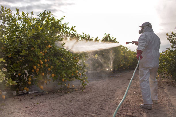Best Mosquito Control Services  in Gulfport, FL
