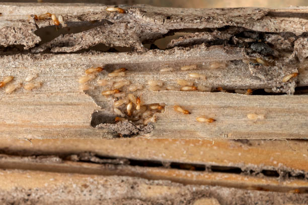 Best Termite Control Services  in Gulfport, FL